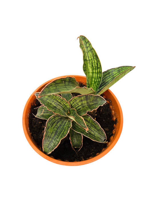 Sansevieria Cleopatra