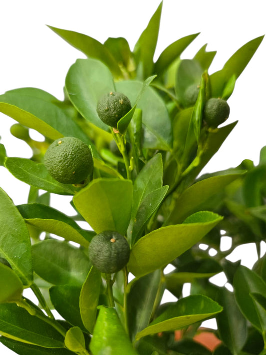 Lime Plant