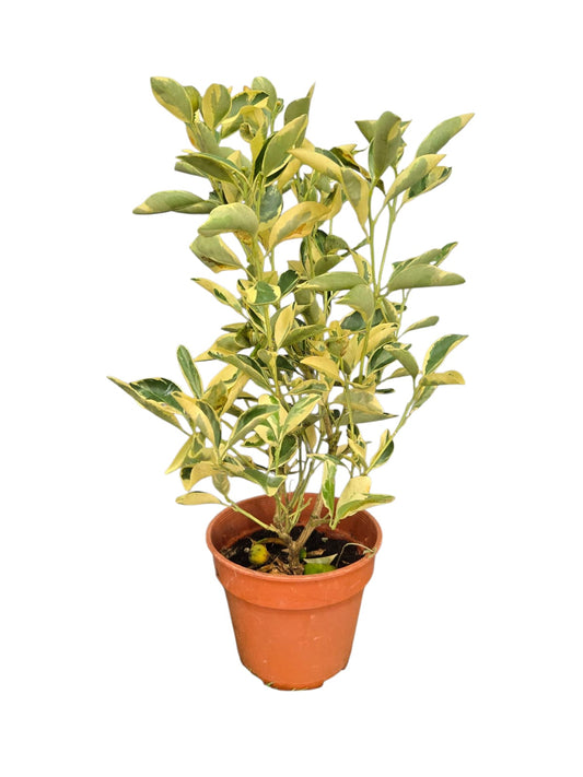 Variegated Lime Plant