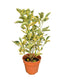Variegated Lime Plant