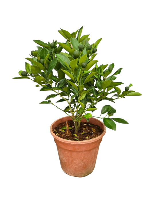 Lime Plant