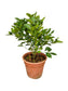 Lime Plant