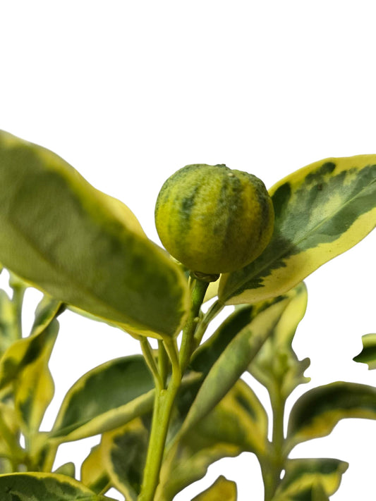 Variegated Lime Plant