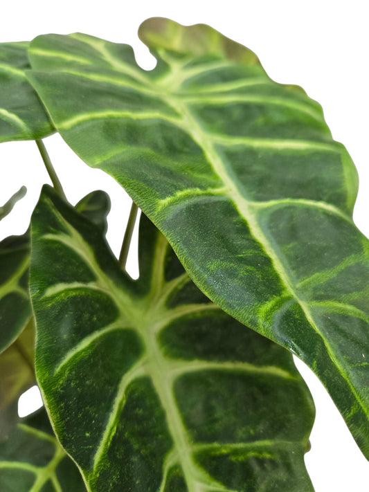 Alocasia Amazonica