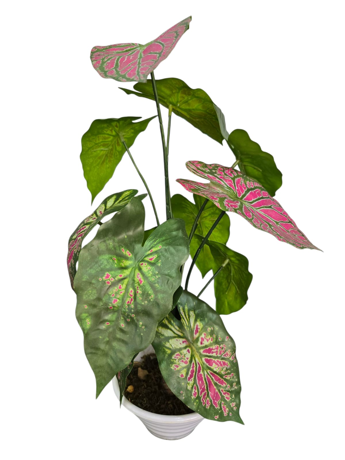 Caladium Thai Beauty