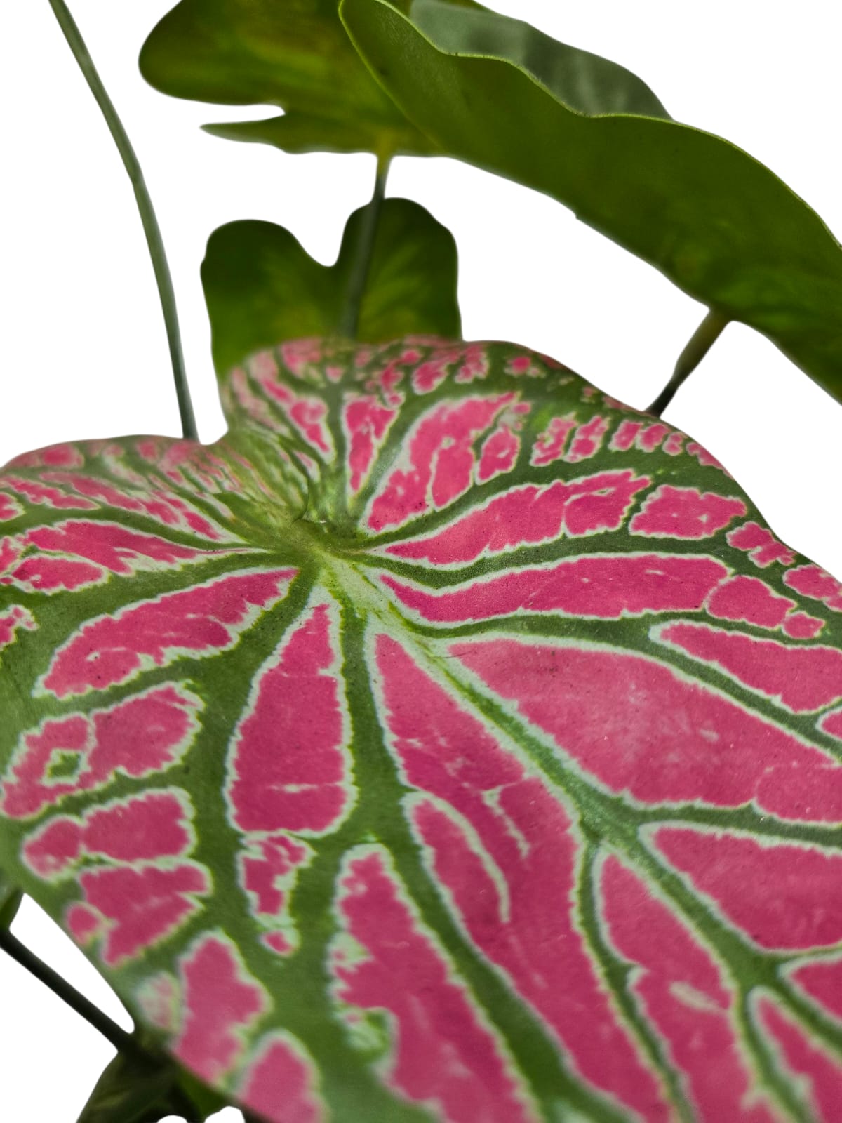 Caladium Thai Beauty