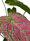 Caladium Thai Beauty