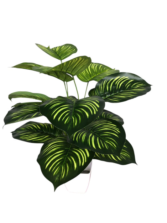 Calathea