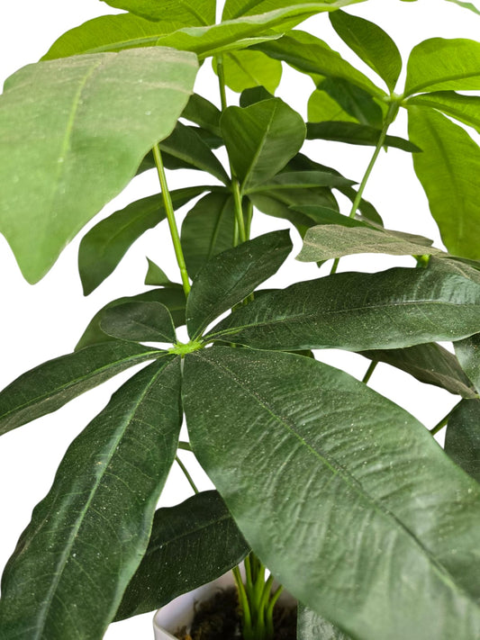 Pachira Aquatica