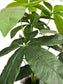 Pachira Aquatica