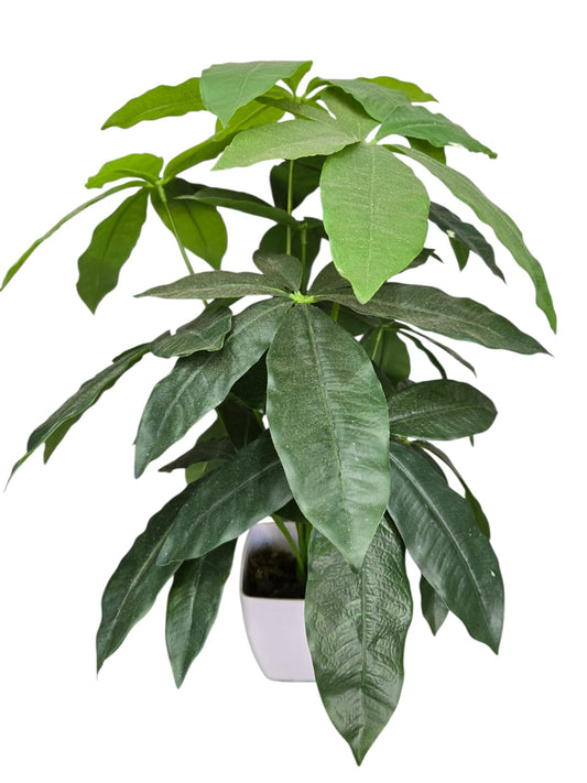 Pachira Aquatica