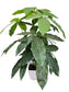 Pachira Aquatica