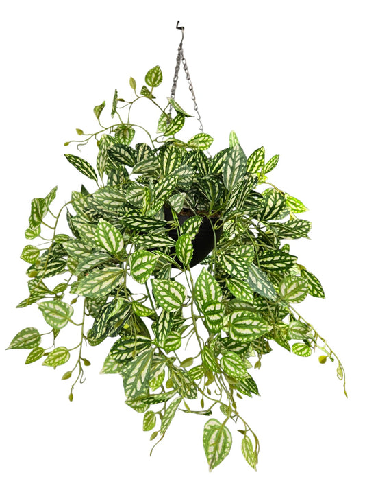 Pilea Cadierei (Aluminium Plant)