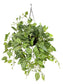 Pilea Cadierei (Aluminium Plant)