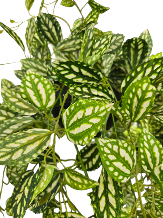 Pilea Cadierei (Aluminium Plant)