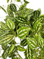 Pilea Cadierei (Aluminium Plant)