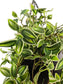 Tradescantia Fluminensis Variegated