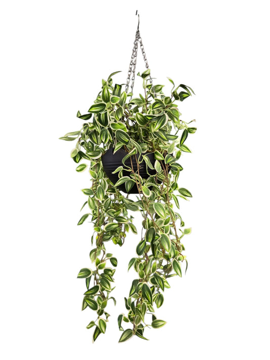 Tradescantia Fluminensis Variegated
