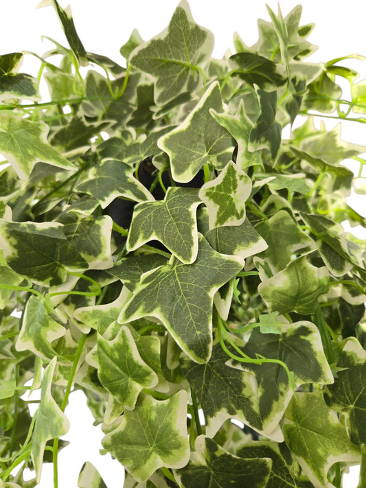 English Ivy Variegated