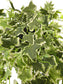 English Ivy Variegated