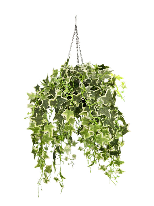 English Ivy Variegated