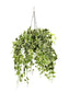 English Ivy Variegated
