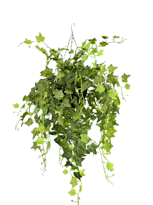 English Ivy