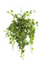 English Ivy