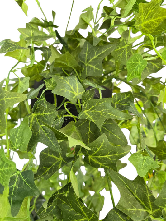 English Ivy