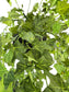 English Ivy