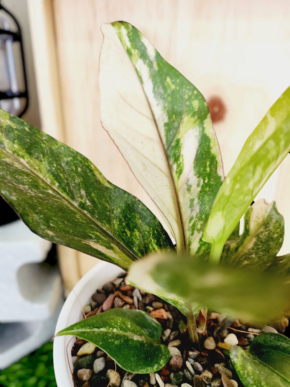 Anthurium Renaissance Variegated