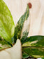 Anthurium Renaissance Variegated