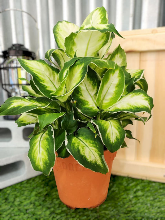 Dieffenbachia Cool Beauty