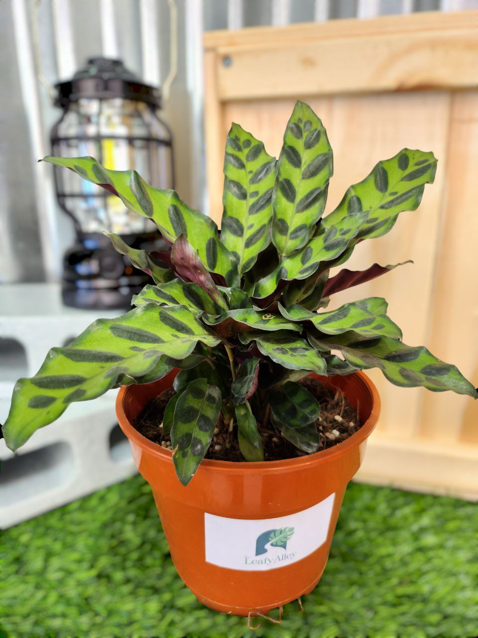 Calathea Rattlesnake