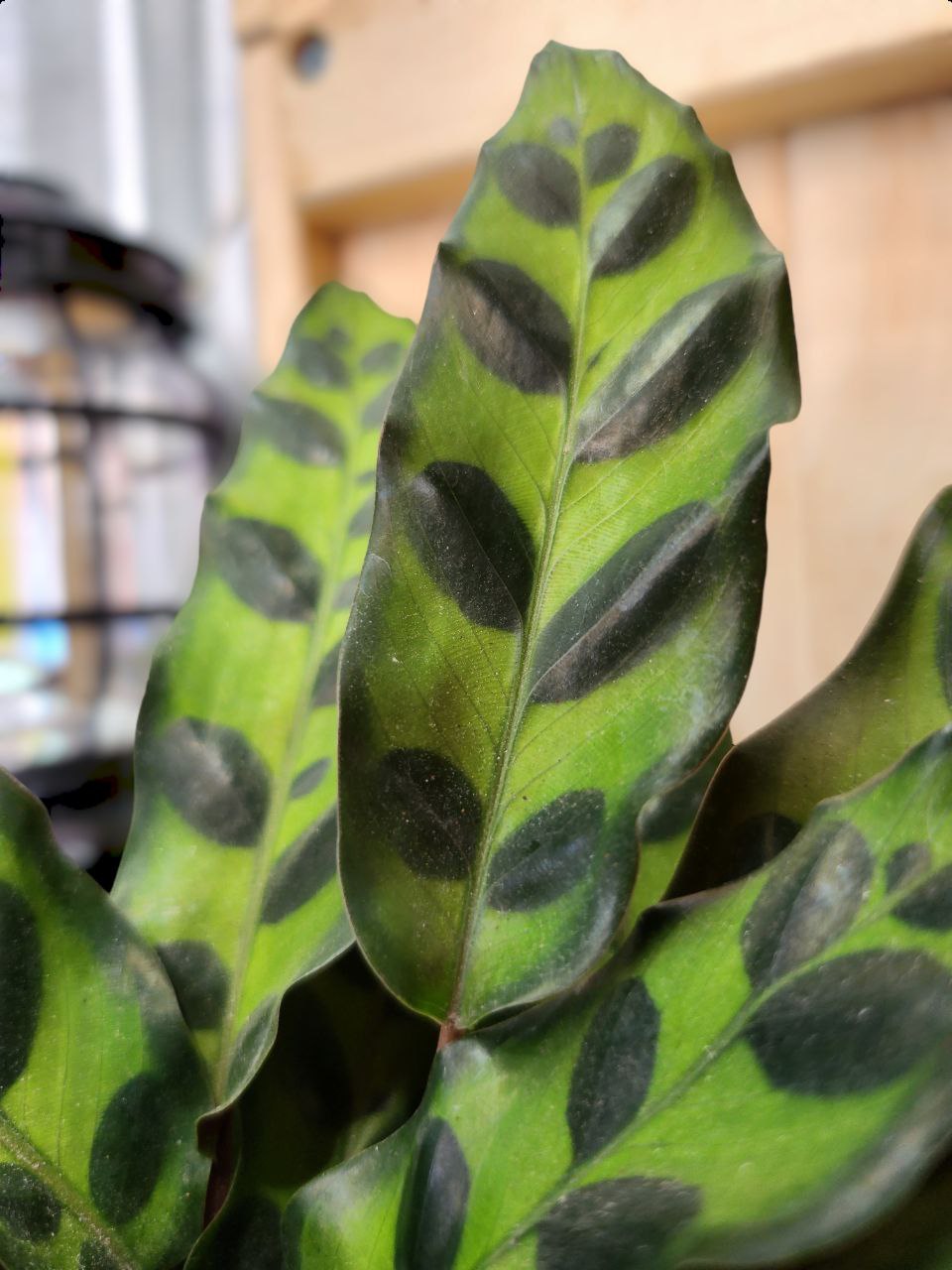 Calathea Rattlesnake