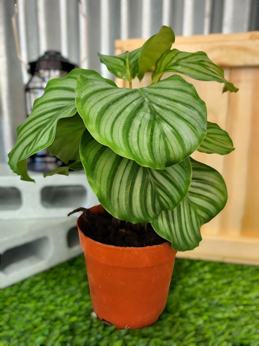 Calathea Orbifolia