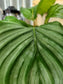 Calathea Orbifolia