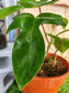 Philodendron Florida Green