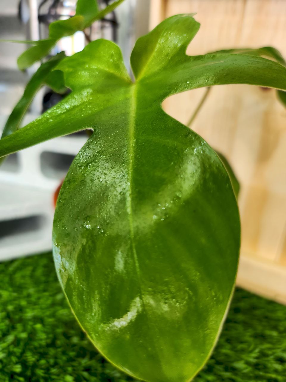 Philodendron Florida Green