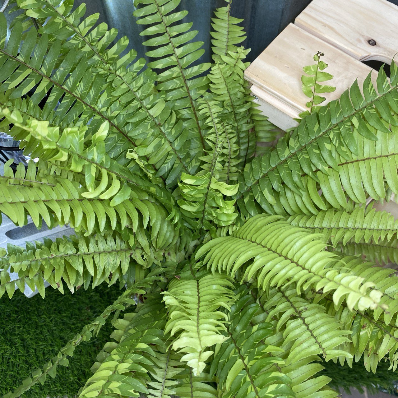 Nephrolepis Exaltata (Boston Fern Variegata)