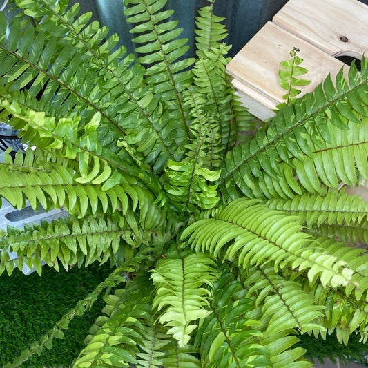 Nephrolepis Exaltata (Boston Fern Variegata)