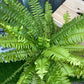 Nephrolepis Exaltata (Boston Fern Variegata)