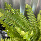 Nephrolepis Exaltata (Boston Fern Variegata)