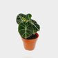 Alocasia Black Velvet