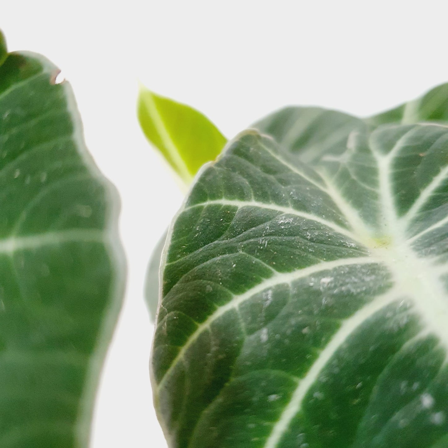 Alocasia Black Velvet