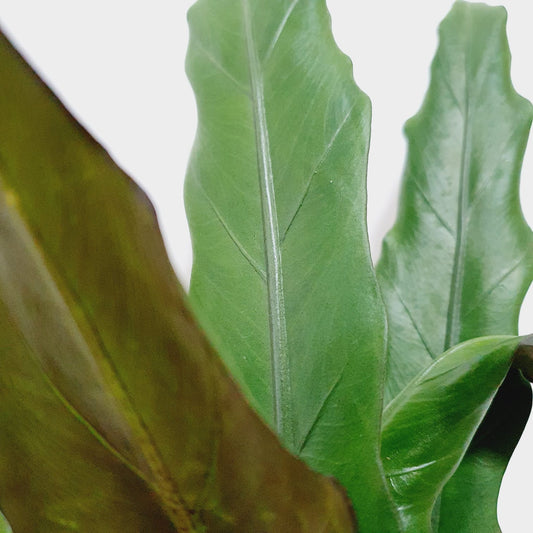 Alocasia Lauterbachiana (Purple Sword)