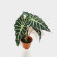 Alocasia Polly