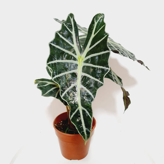 Alocasia Polly