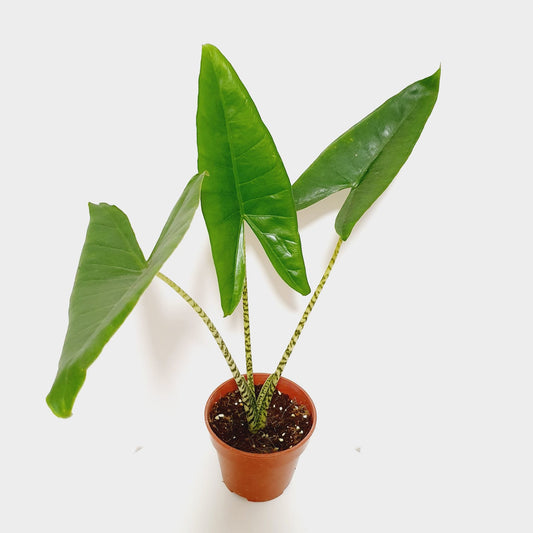 Alocasia Zebrina