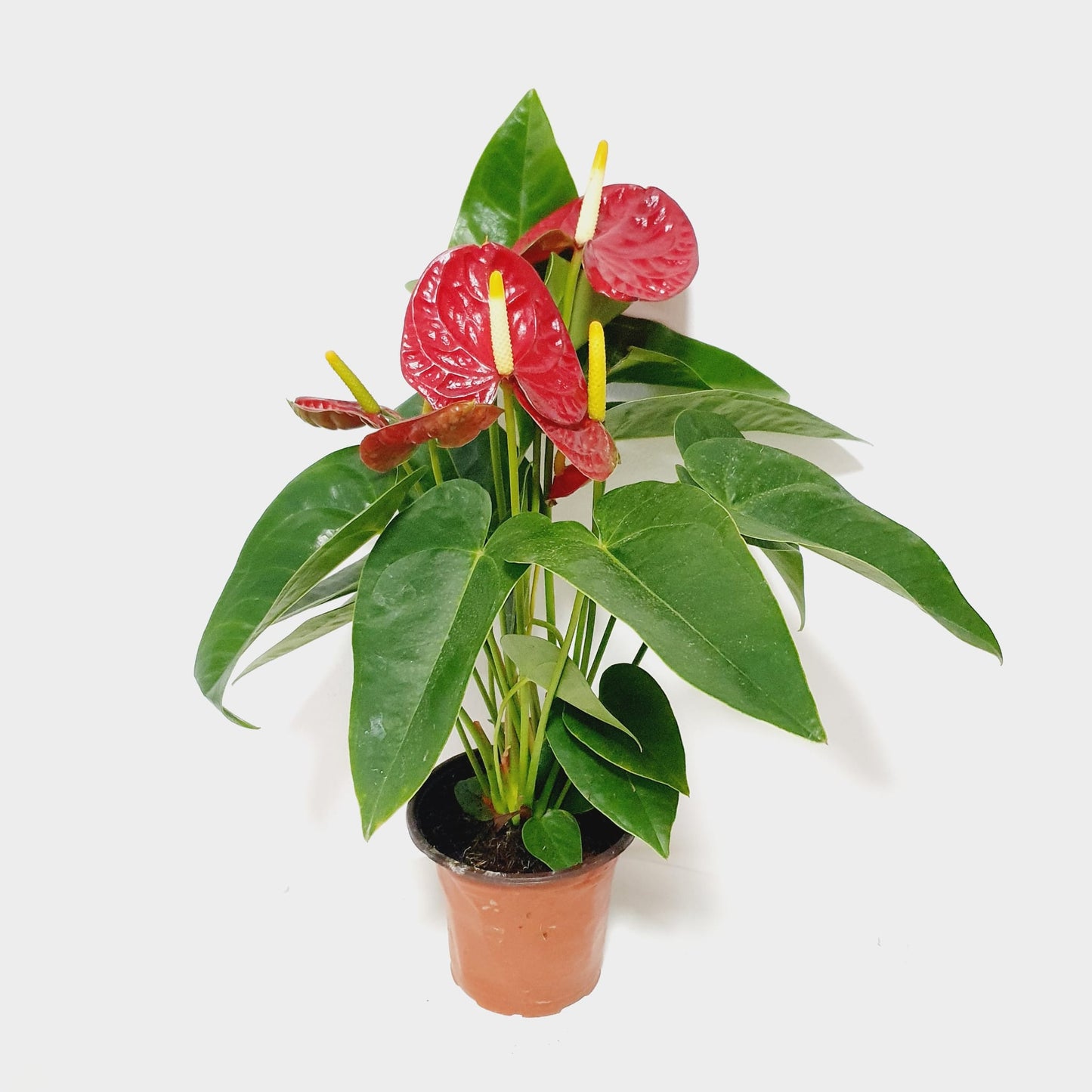 Anthurium Red